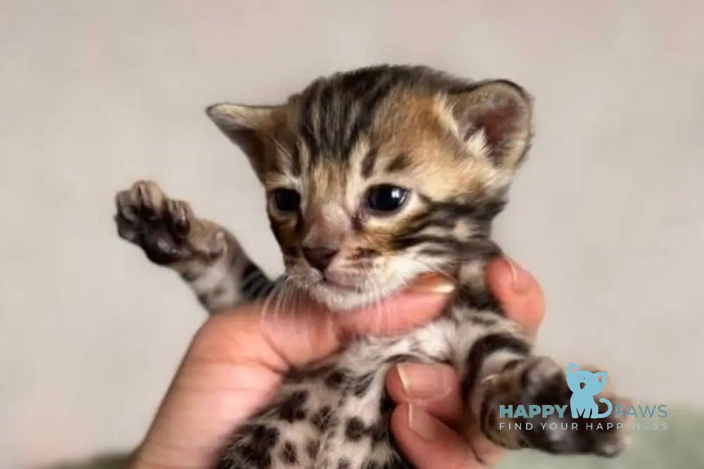 Anwar Bengal male black spotted tabby live animals