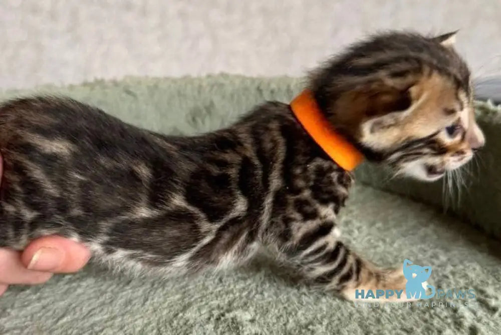 Anwar Bengal male black spotted tabby live animals