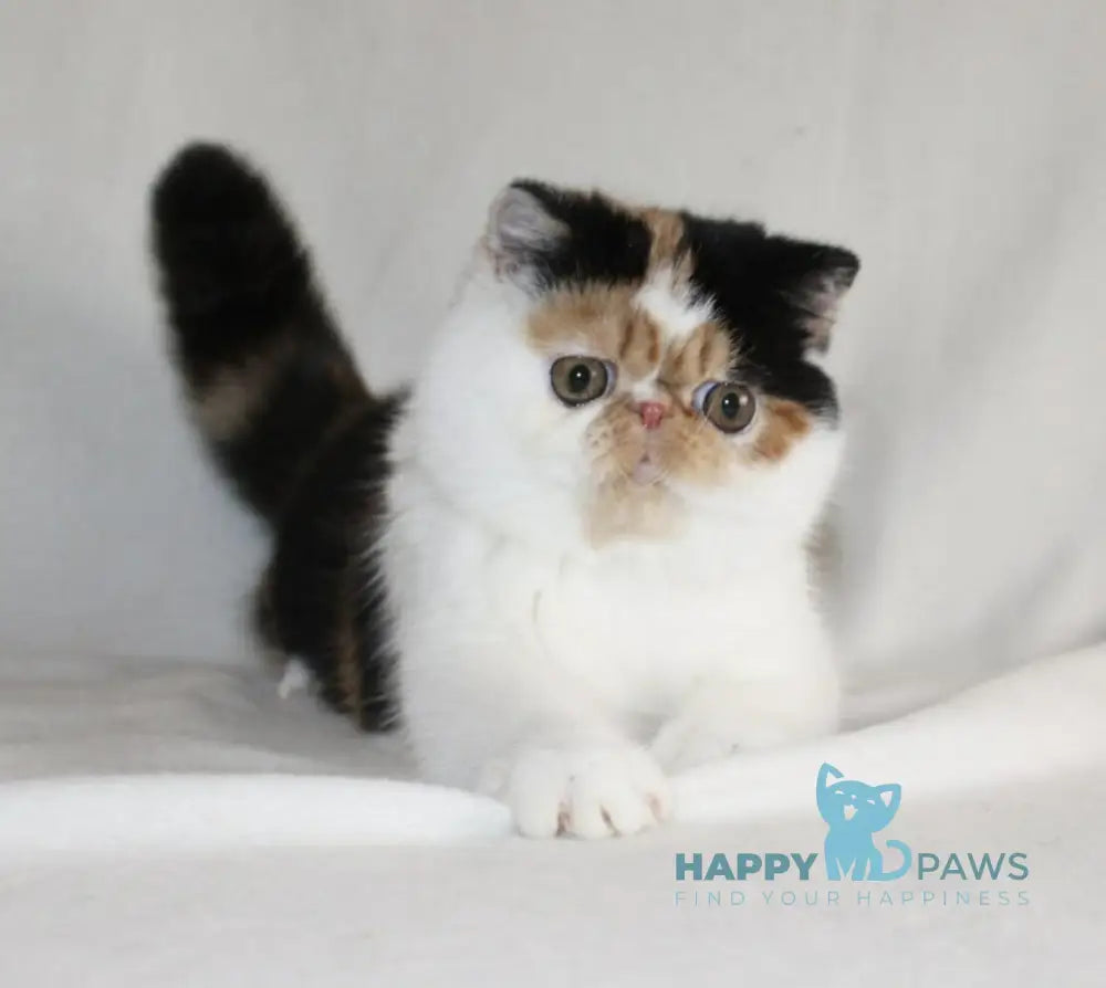 Anyta Exotic female black tortie bicolour live animals