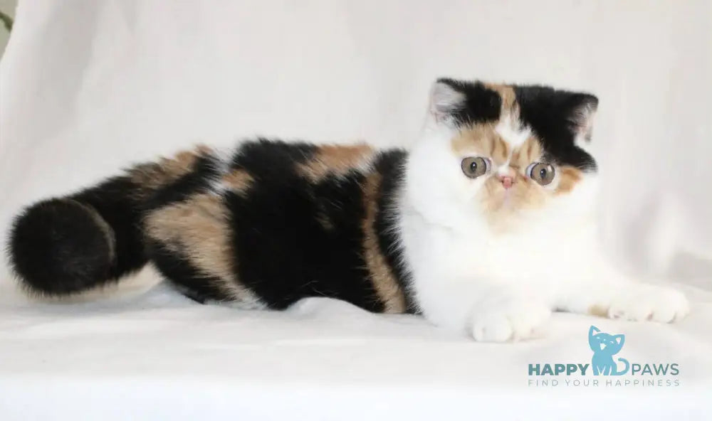 Anyta Exotic female black tortie bicolour live animals
