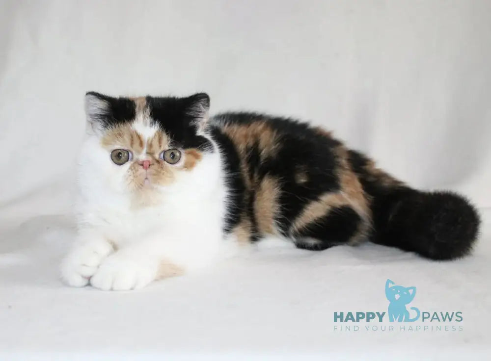 Anyta Exotic female black tortie bicolour live animals