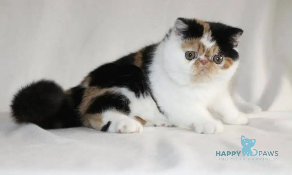 Anyta Exotic female black tortie bicolour live animals