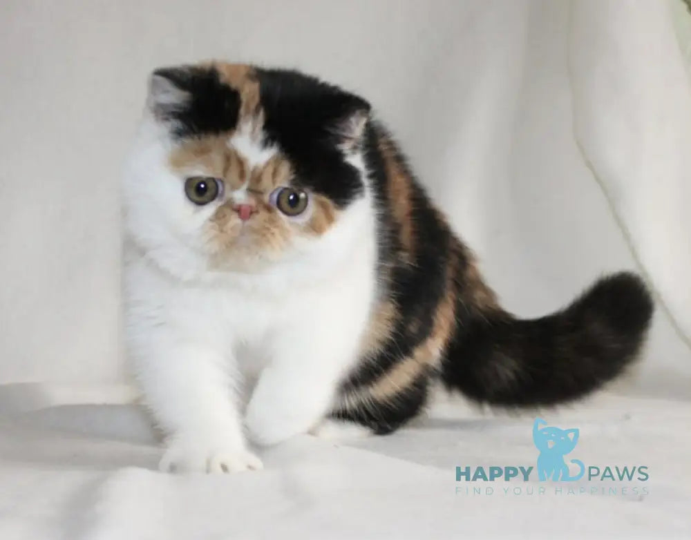 Anyta Exotic female black tortie bicolour live animals