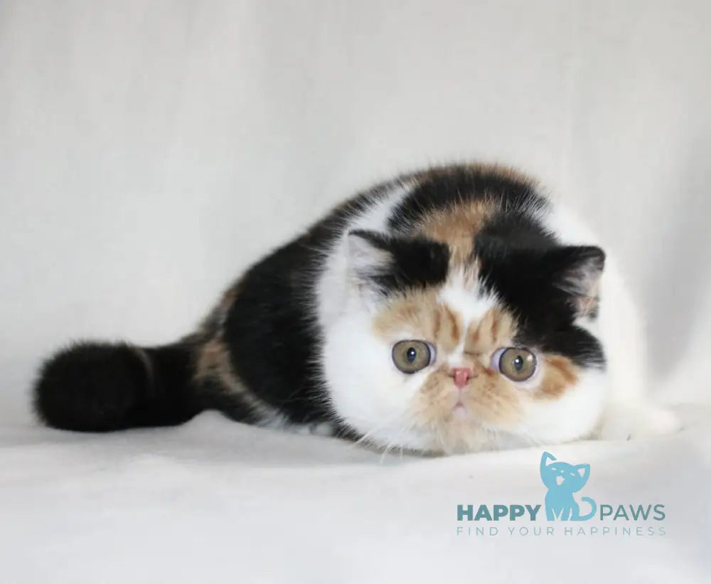 Anyta Exotic female black tortie bicolour live animals