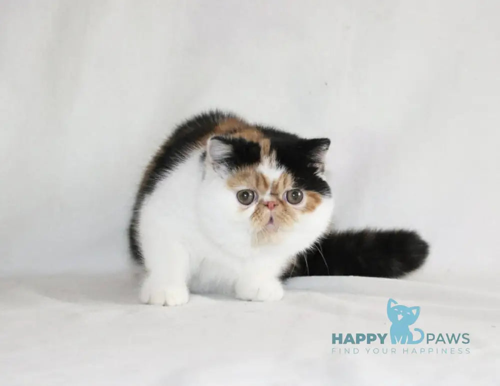 Anyta Exotic female black tortie bicolour live animals
