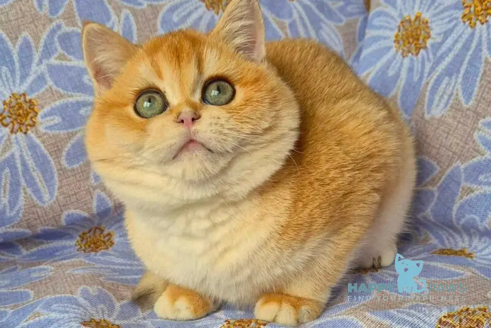 Apelsin Scottish Straight male black golden chinchilla live animals