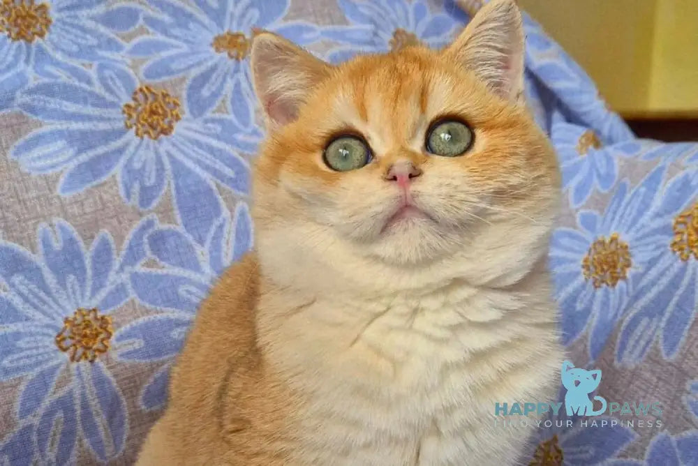 Apelsin Scottish Straight male black golden chinchilla live animals