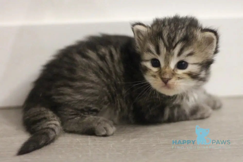 Aphrodite Siberian female black spotted tabby live animals