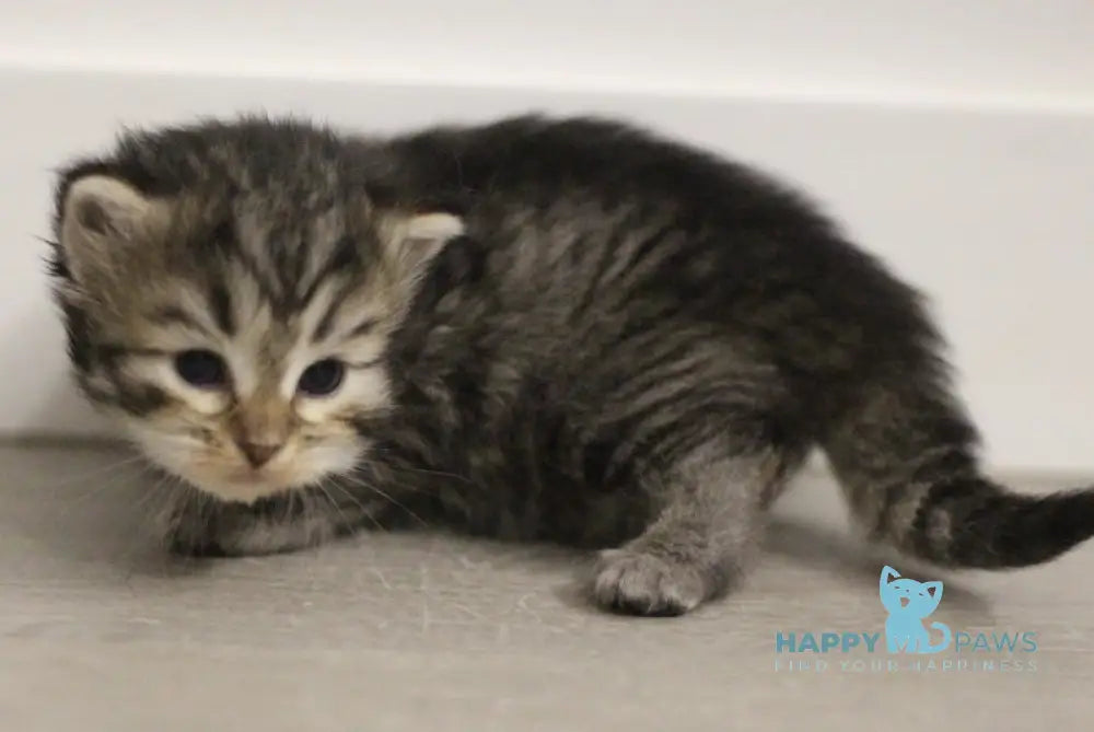 Aphrodite Siberian female black spotted tabby live animals