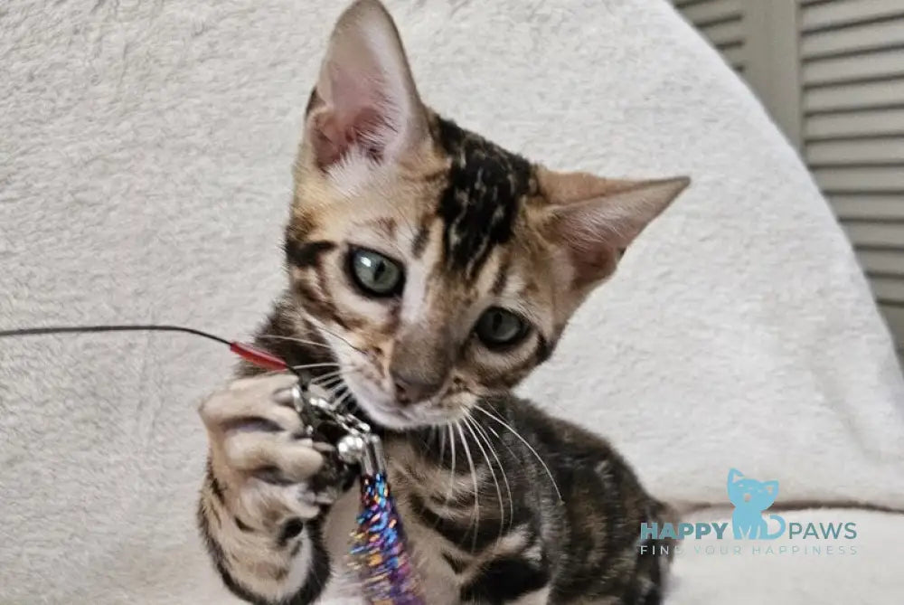Apolina Bengal female black spotted tabby live animals