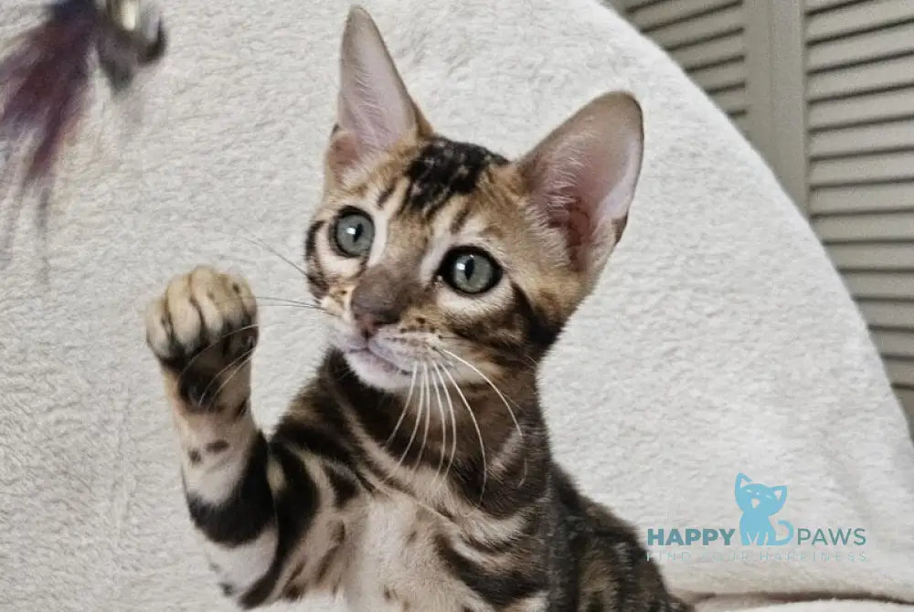 Apolina Bengal female black spotted tabby live animals