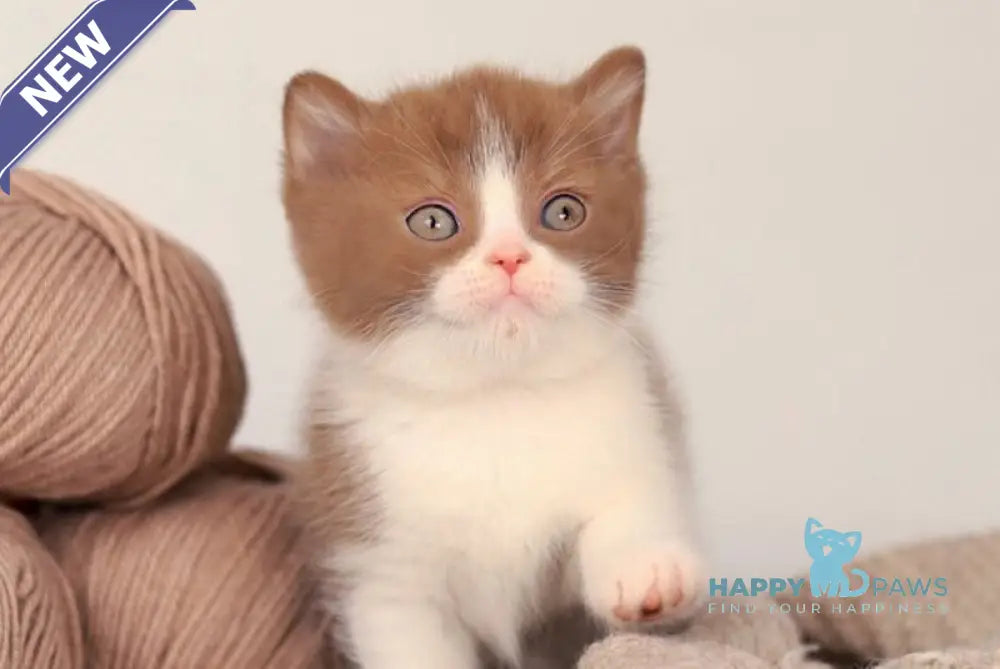 Apollion British Shorthair male cinnamon bicolour live animals