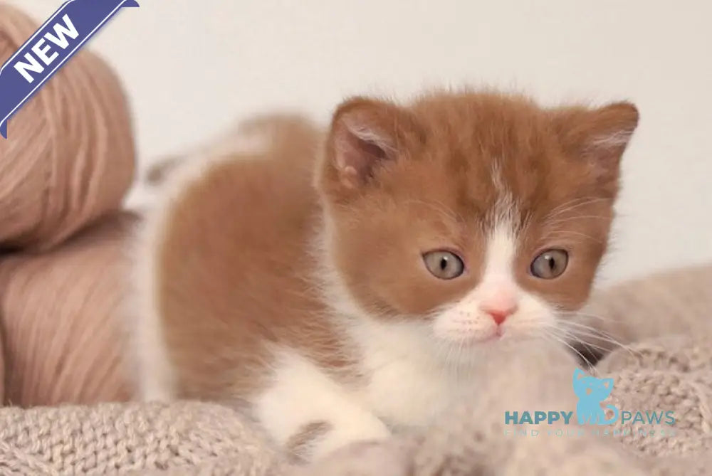 Apollion British Shorthair male cinnamon bicolour live animals