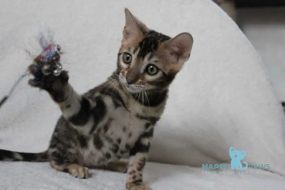 Apollo Bengal male black spotted tabby live animals