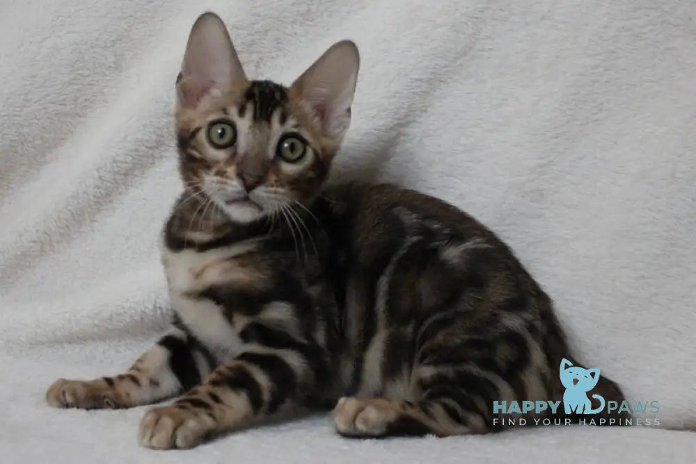Apollo Bengal male black spotted tabby live animals