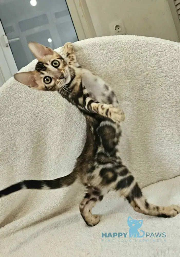 Apollo Bengal male black spotted tabby live animals