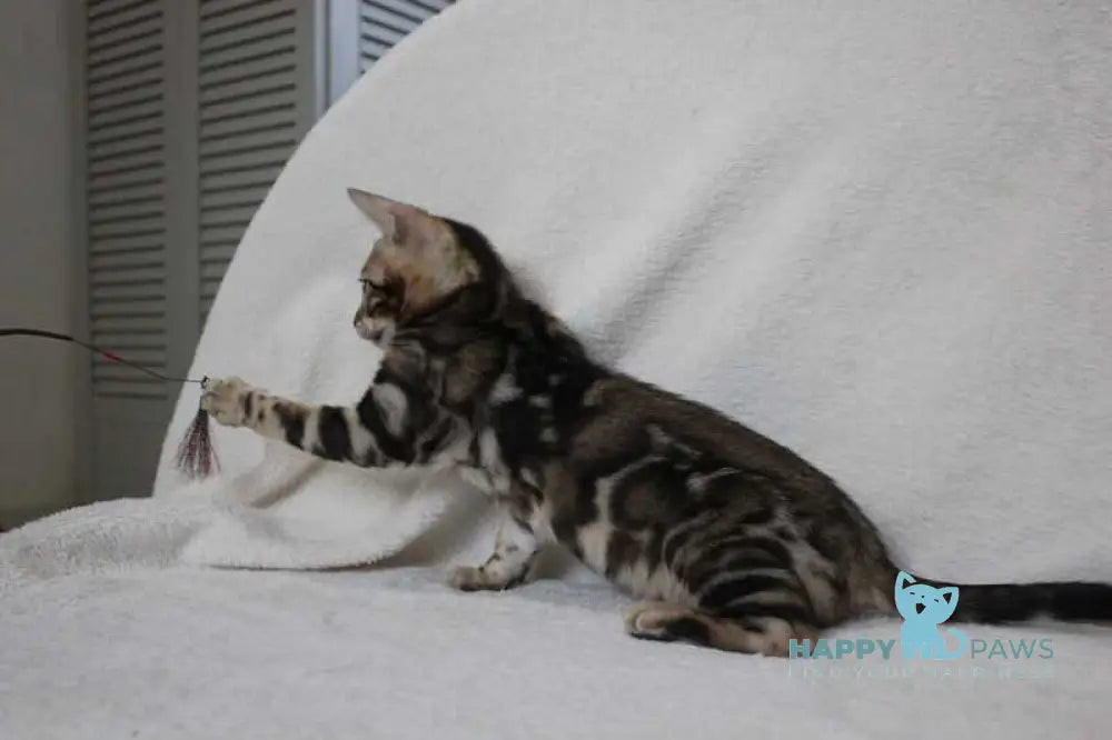 Apollo Bengal male black spotted tabby live animals