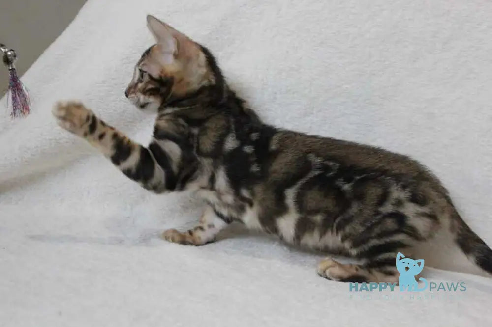 Apollo Bengal male black spotted tabby live animals