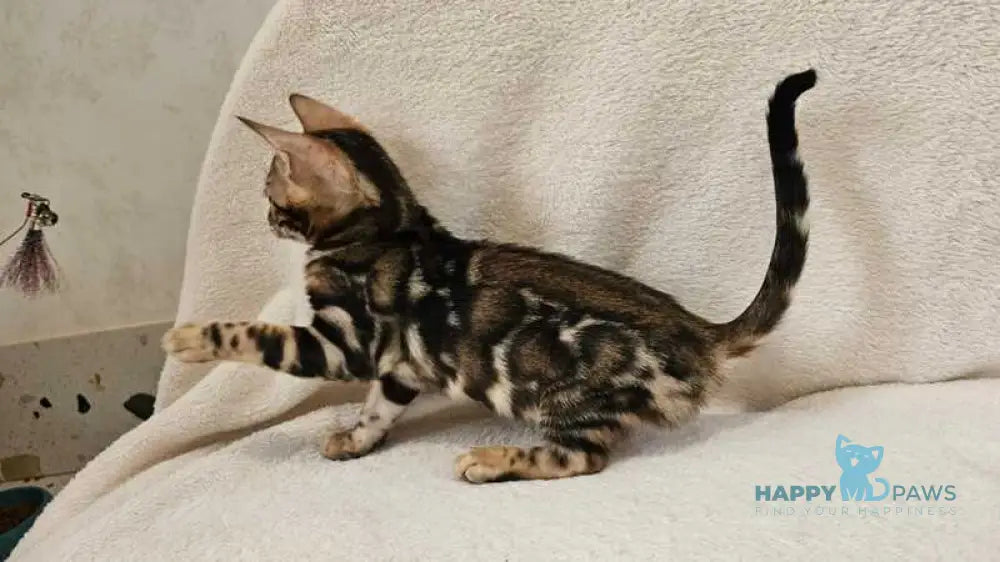 Apollo Bengal male black spotted tabby live animals