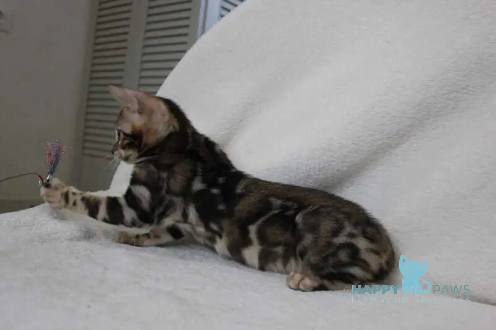 Apollo Bengal male black spotted tabby live animals
