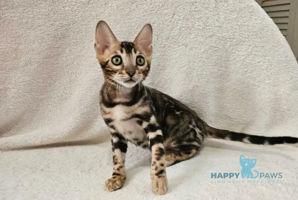Apollo Bengal male black spotted tabby live animals