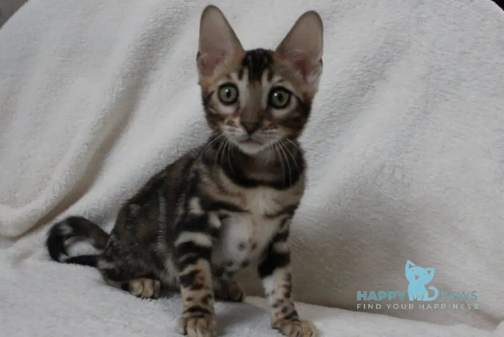 Apollo Bengal male black spotted tabby live animals