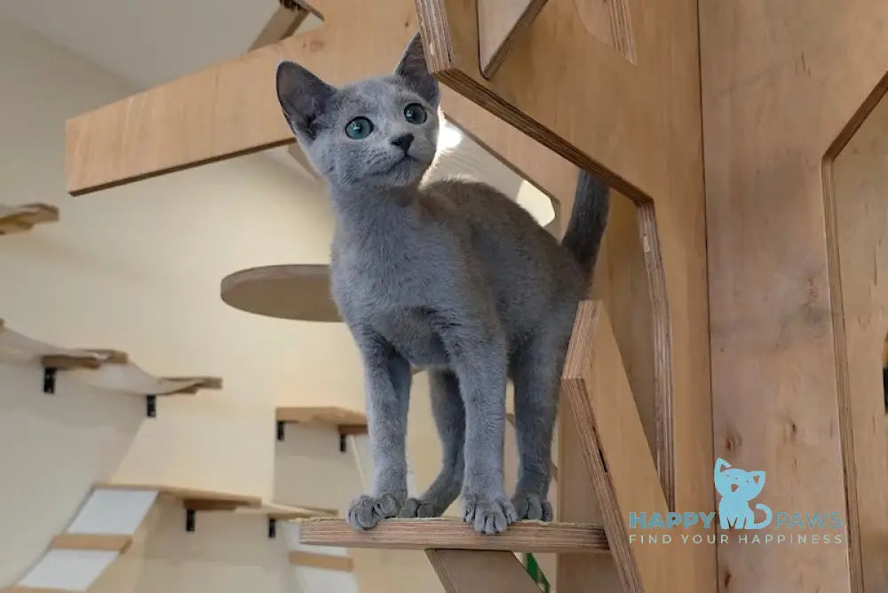 Apollo Russian Blue male blue live animals