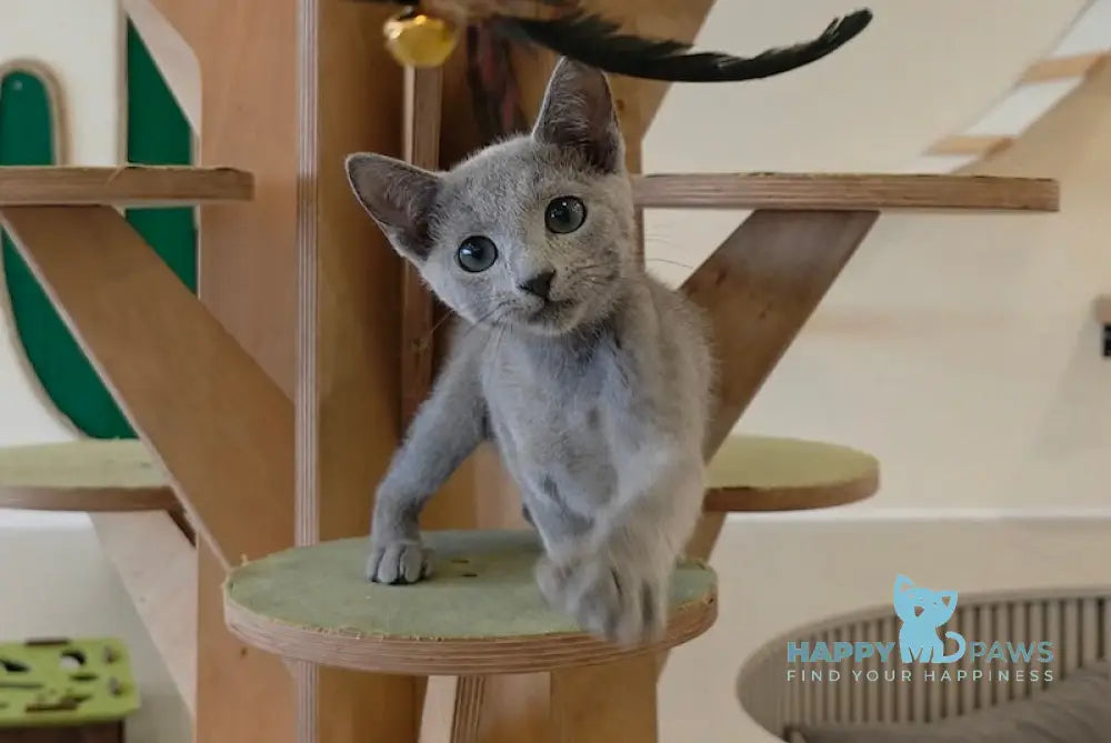 Apollo Russian Blue male blue live animals