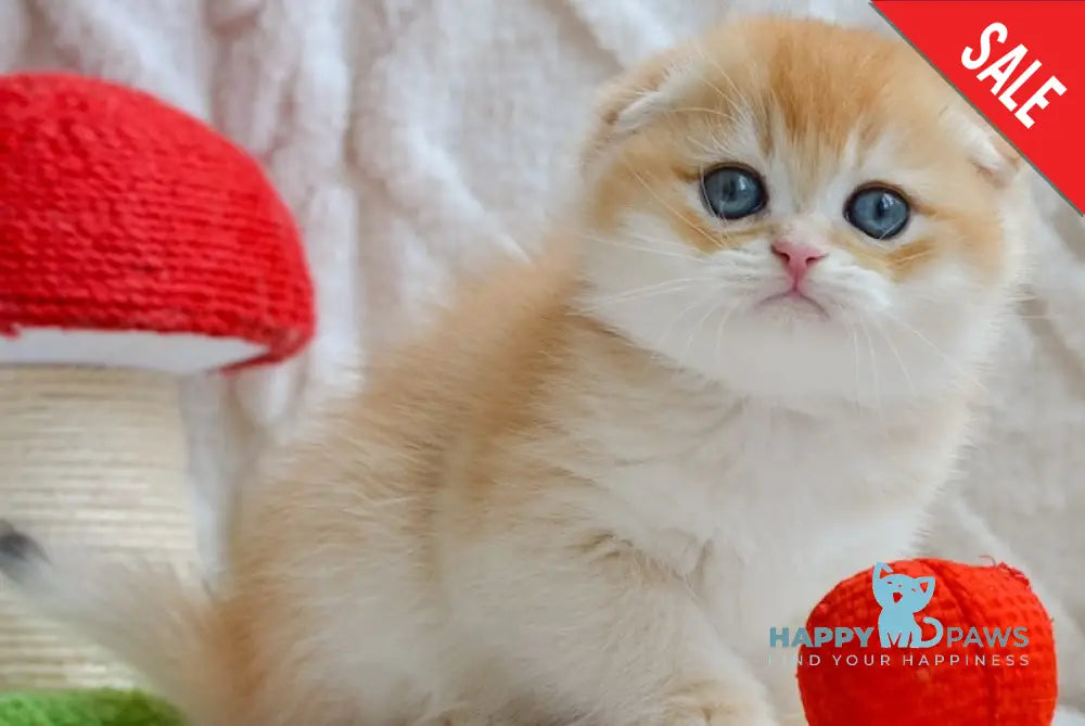 Apollo Scottish Fold male black golden chinchilla live animals