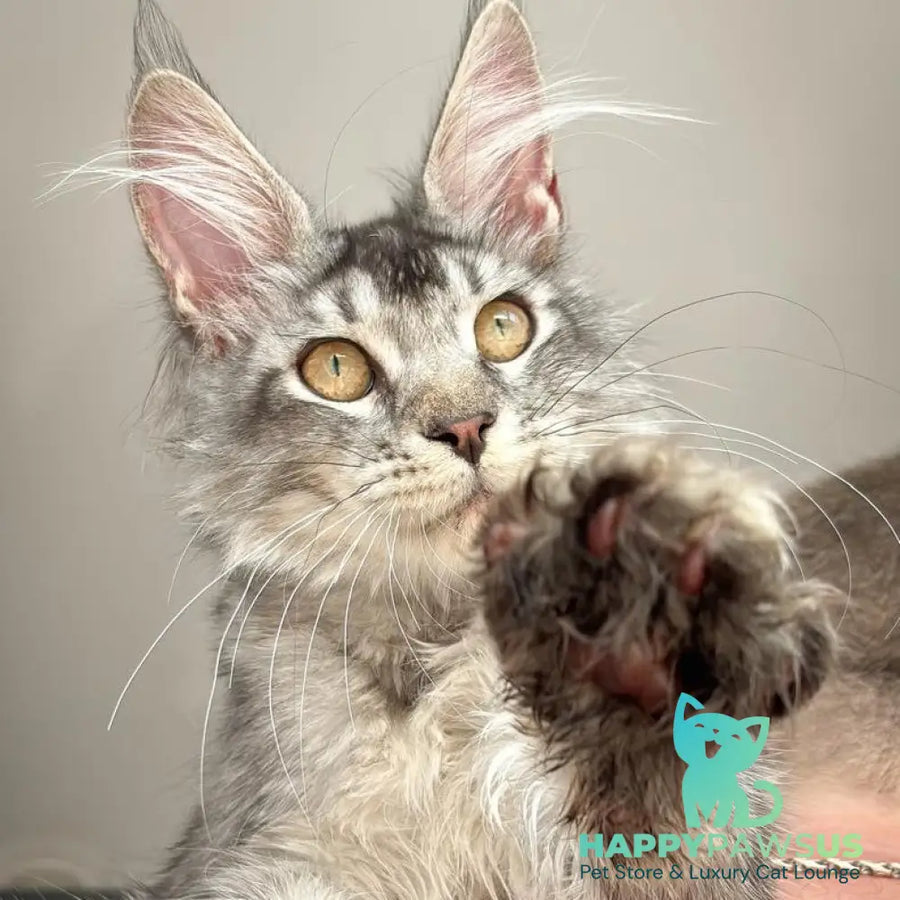 Apollon Maine Coon male black silver ticked tabby - live animals