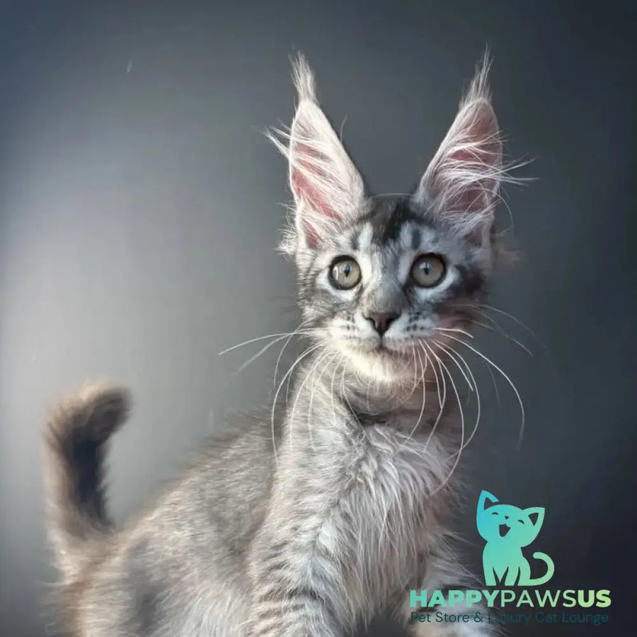 Apollon Maine Coon male black silver ticked tabby - live animals