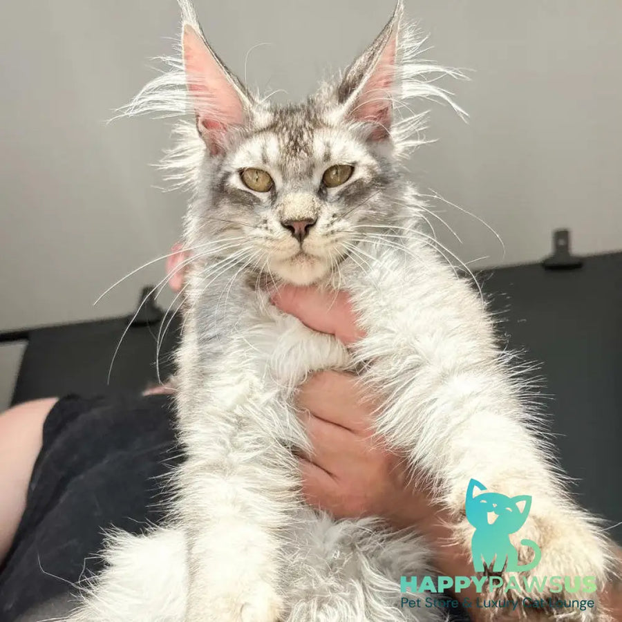 Apollon Maine Coon male black silver ticked tabby - live animals