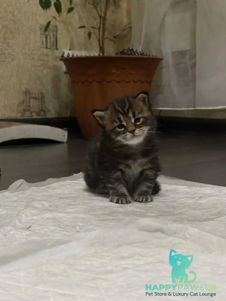 Apollon Maine Coon male black tabby - live animals