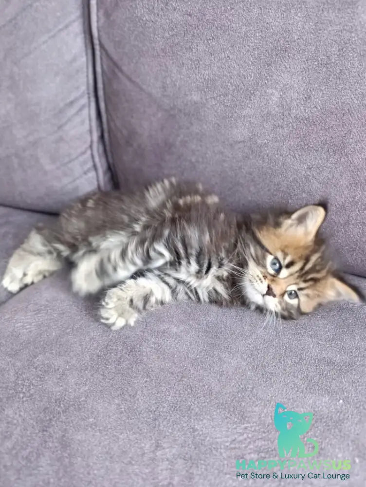 Apollon Maine Coon male black tabby - live animals