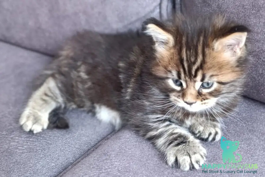Apollon Maine Coon male black tabby - live animals