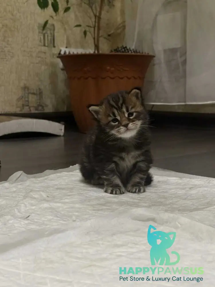 Apollon Maine Coon male black tabby - live animals