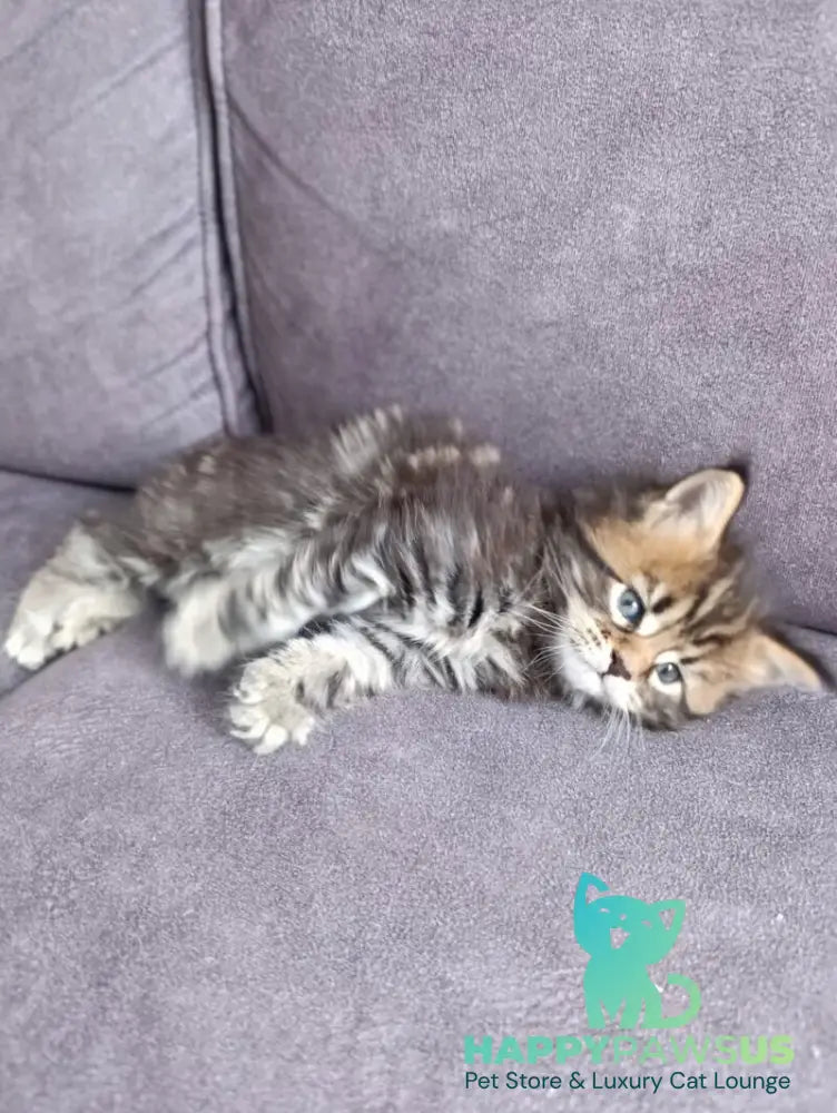 Apollon Maine Coon male black tabby - live animals