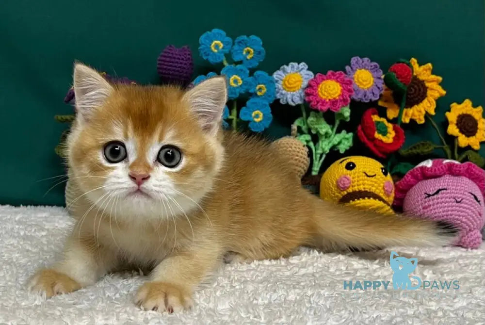 Apollon Scottish Straight male black golden chinchilla live animals
