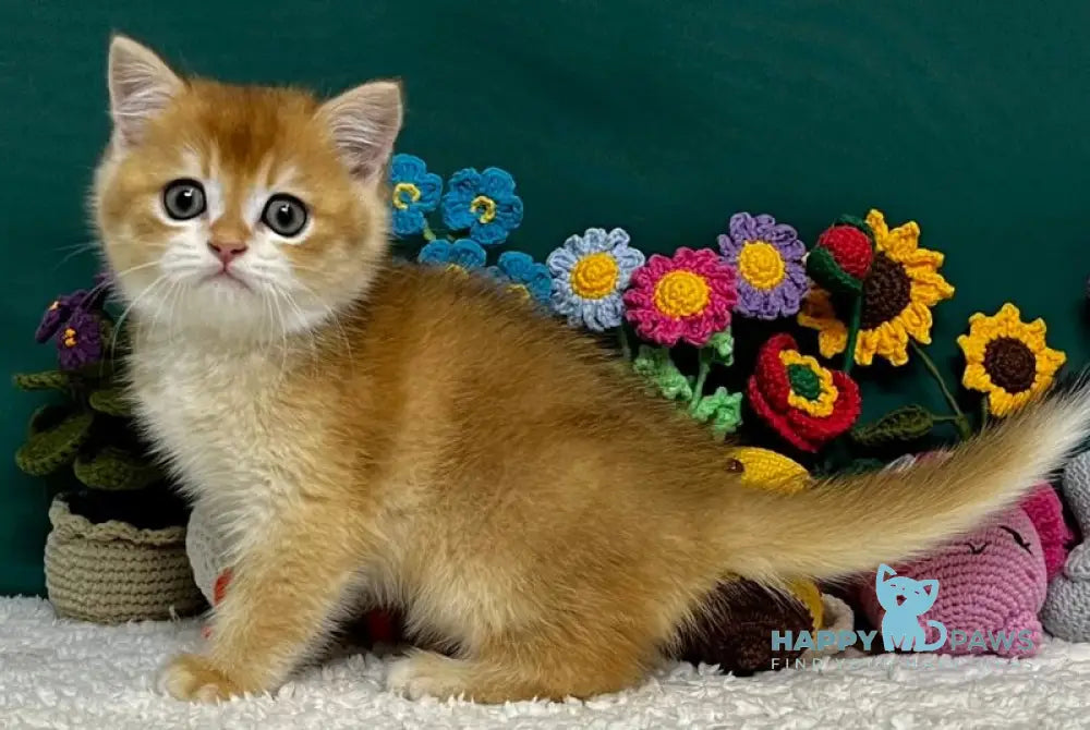 Apollon Scottish Straight male black golden chinchilla live animals