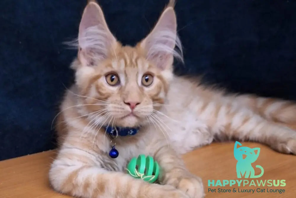 Apolon Maine Coon male red tabby - live animals