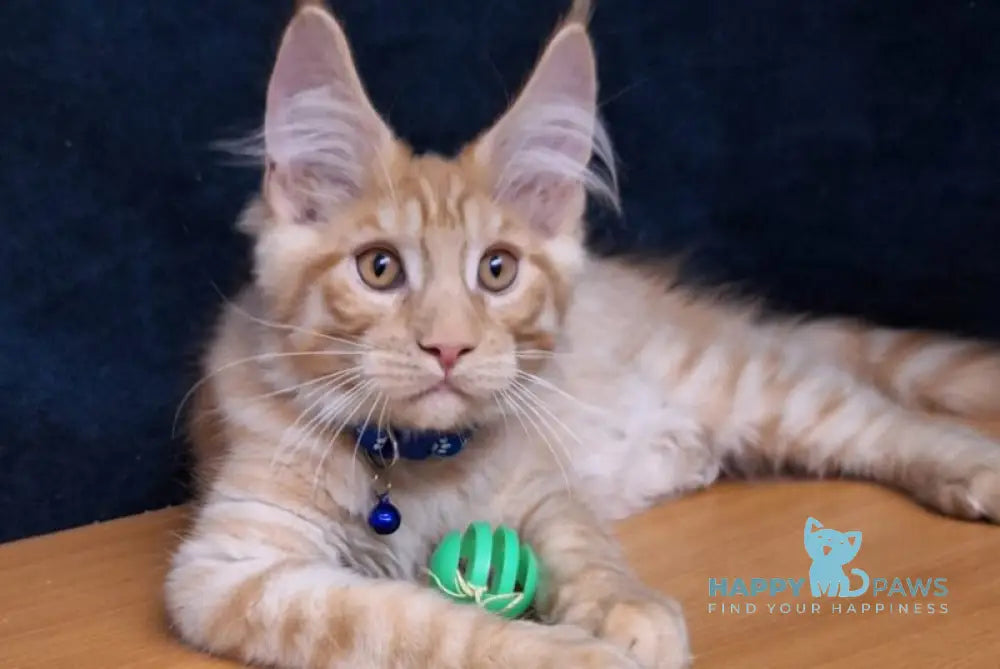 Apolon Maine Coon male red tabby - live animals