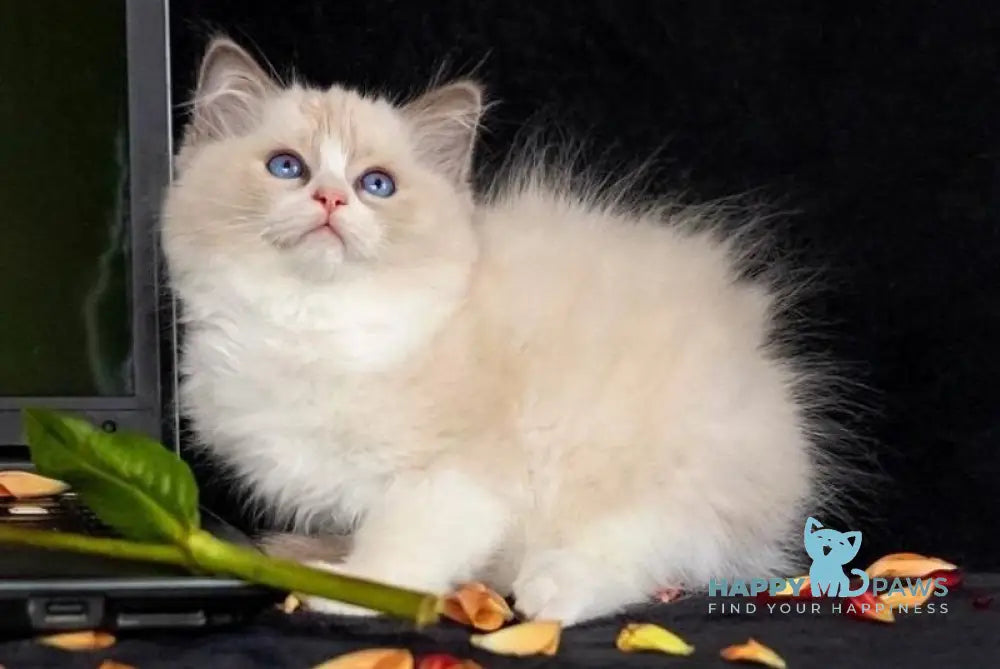 Appl Ragdoll male blue bicolour live animals