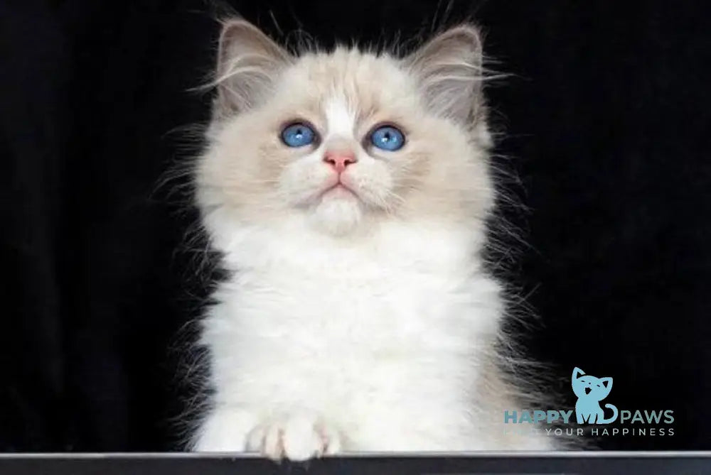 Appl Ragdoll male blue bicolour live animals