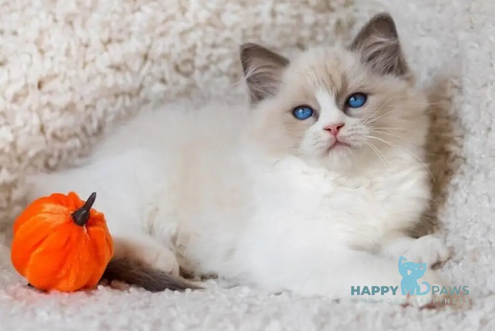 Apple Ragdoll male blue bicolour live animals
