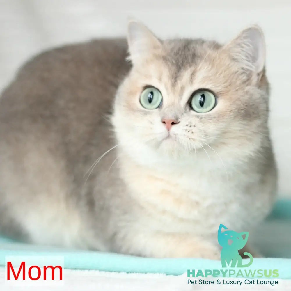 April British Shorthair male blue golden chinchilla - live animals