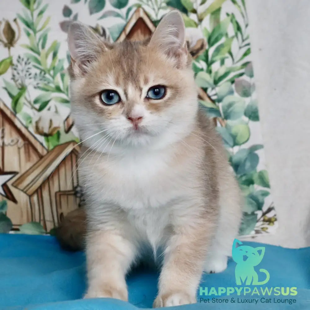April British Shorthair male blue golden chinchilla - live animals