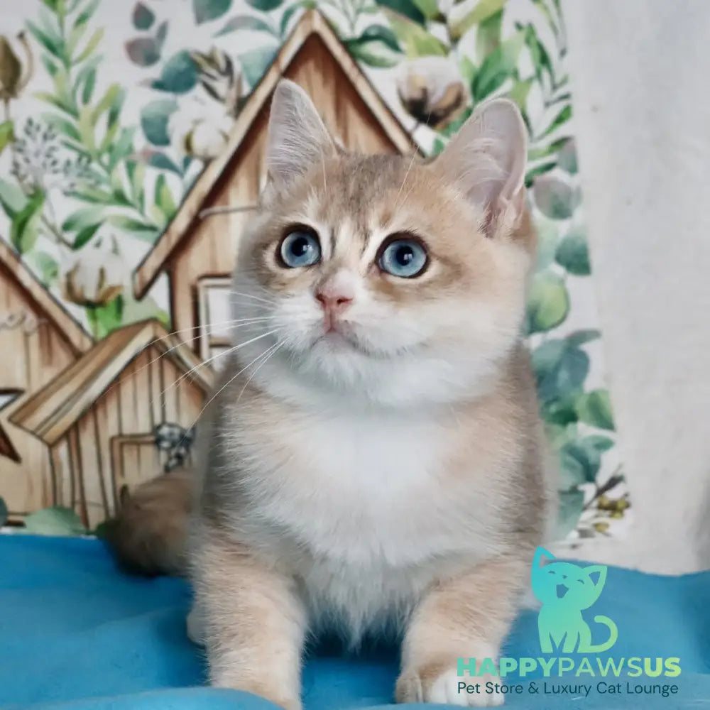 April British Shorthair male blue golden chinchilla - live animals