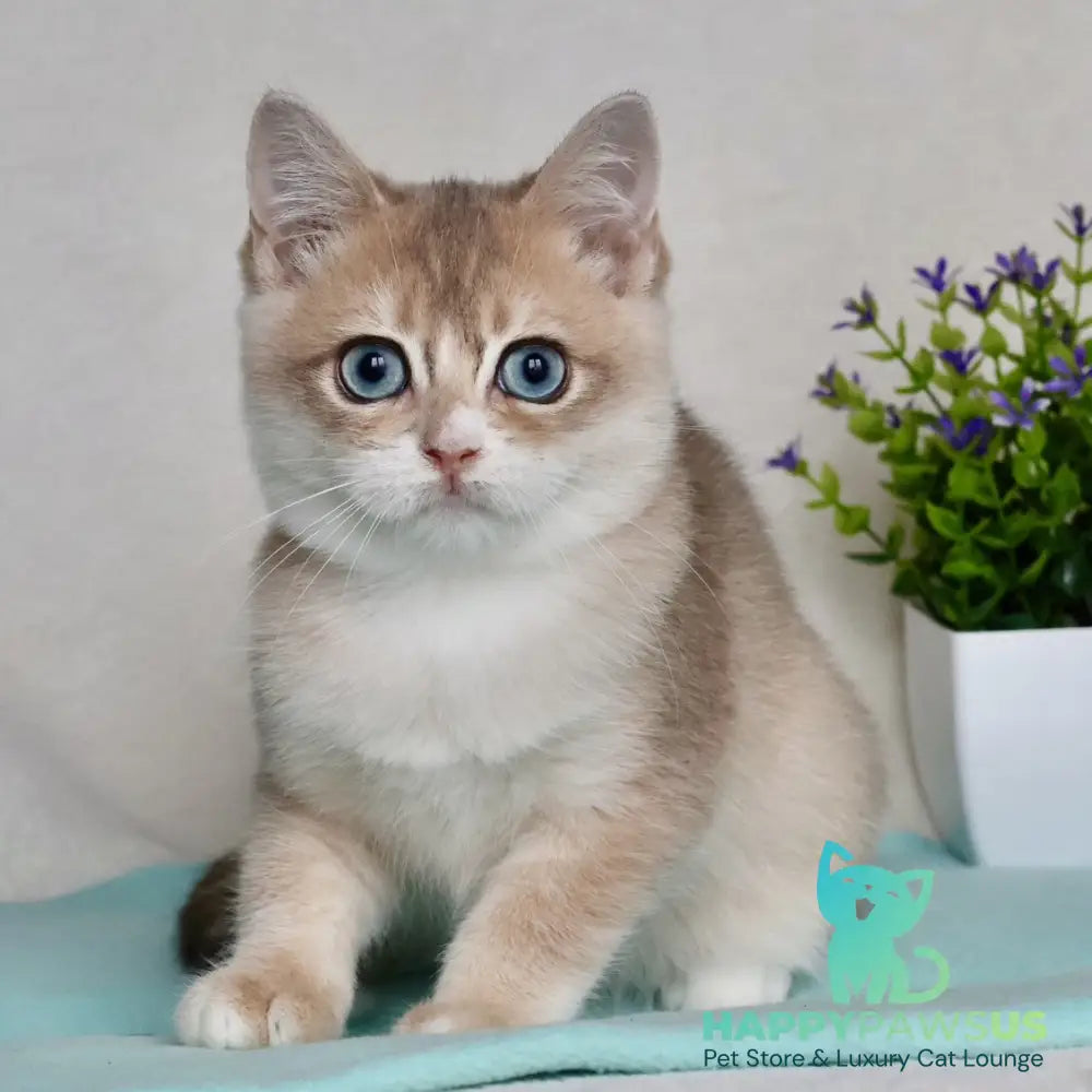 April British Shorthair male blue golden chinchilla - live animals