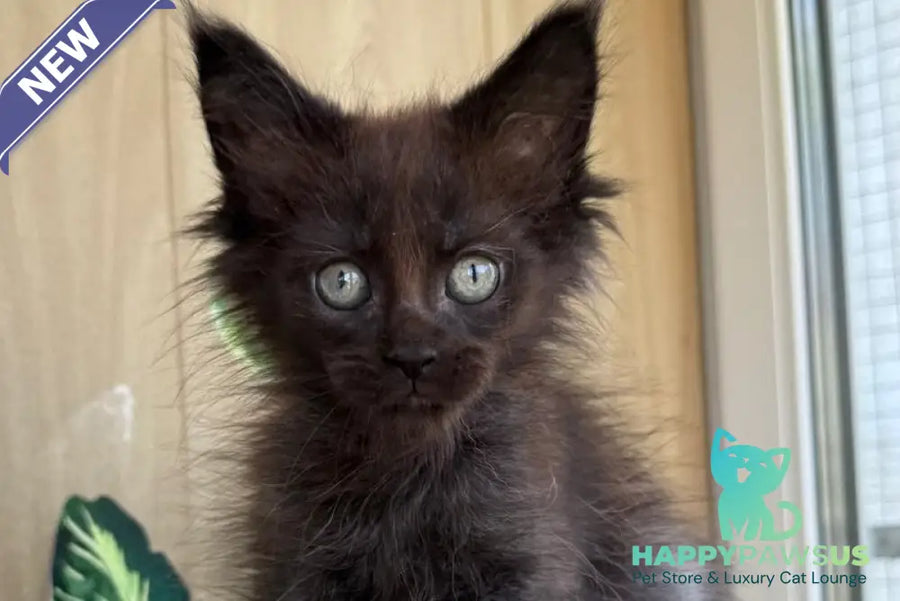 Aquarius Maine Coon polydactyl male black silver - live animals