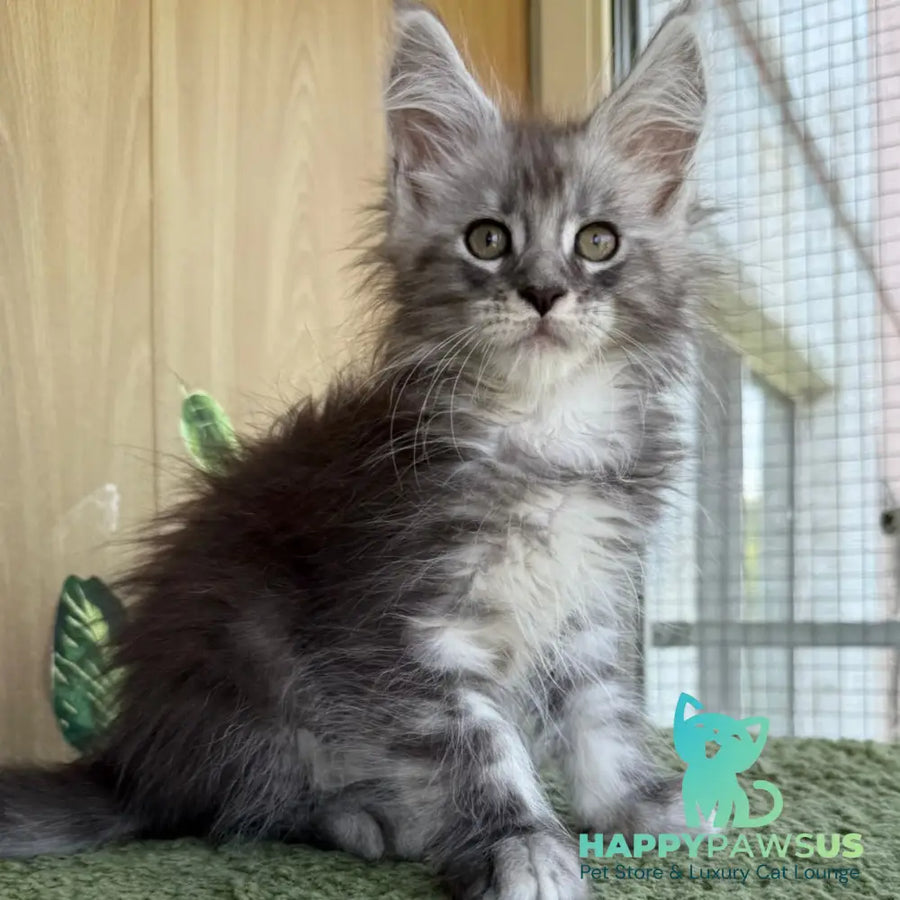 Aquatol Maine Coon male black silver tabby - live animals